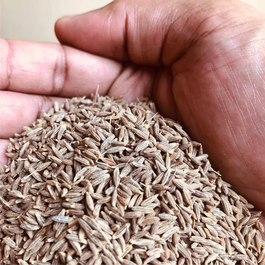 Indian cumin seeds from Unjha, Gujarat
