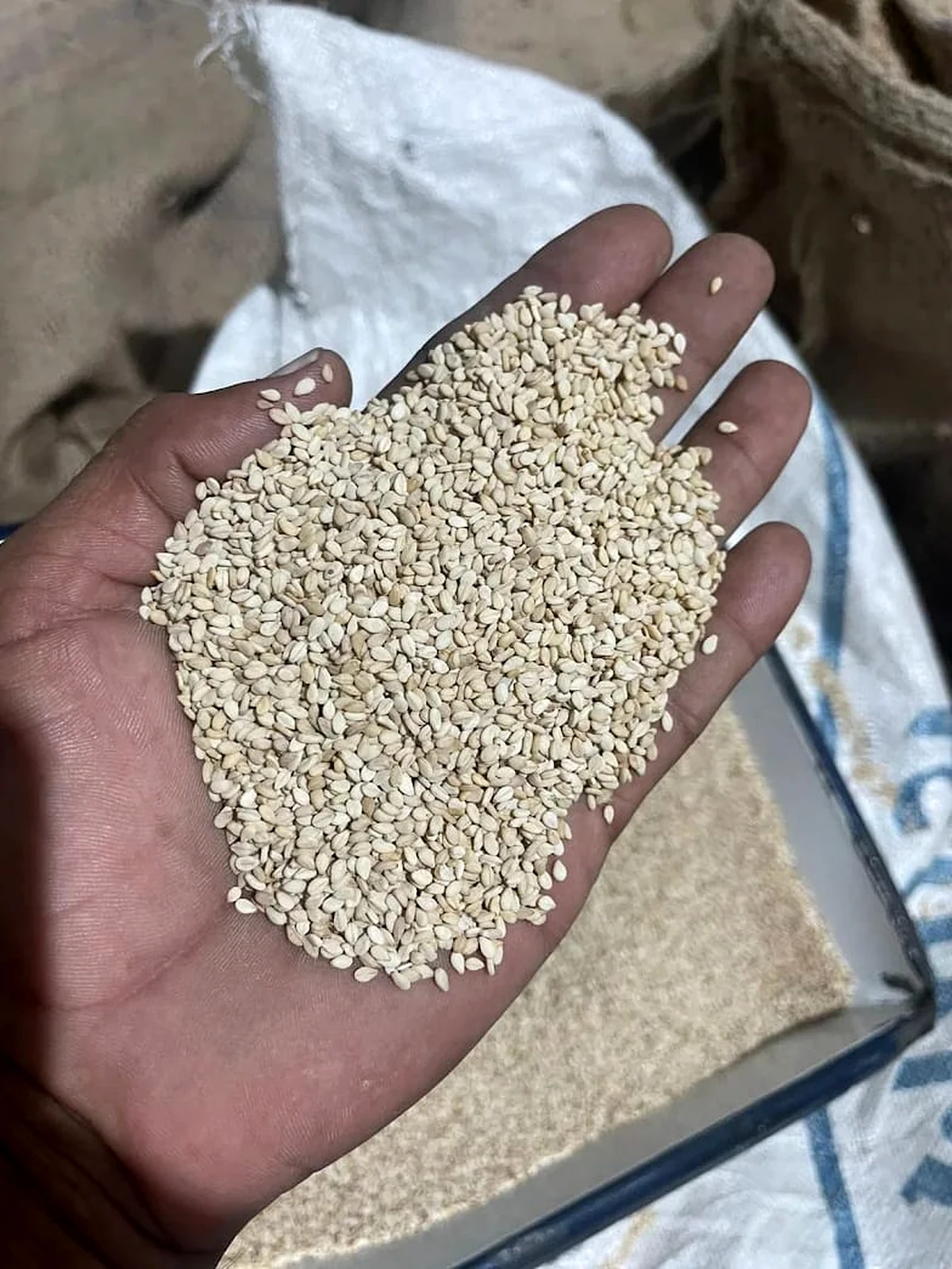 Single Sortex Sesame Seeds